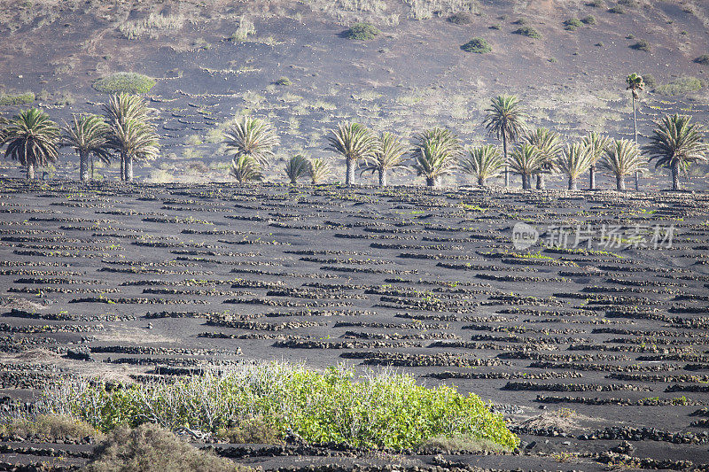 La Geria火山葡萄酒谷